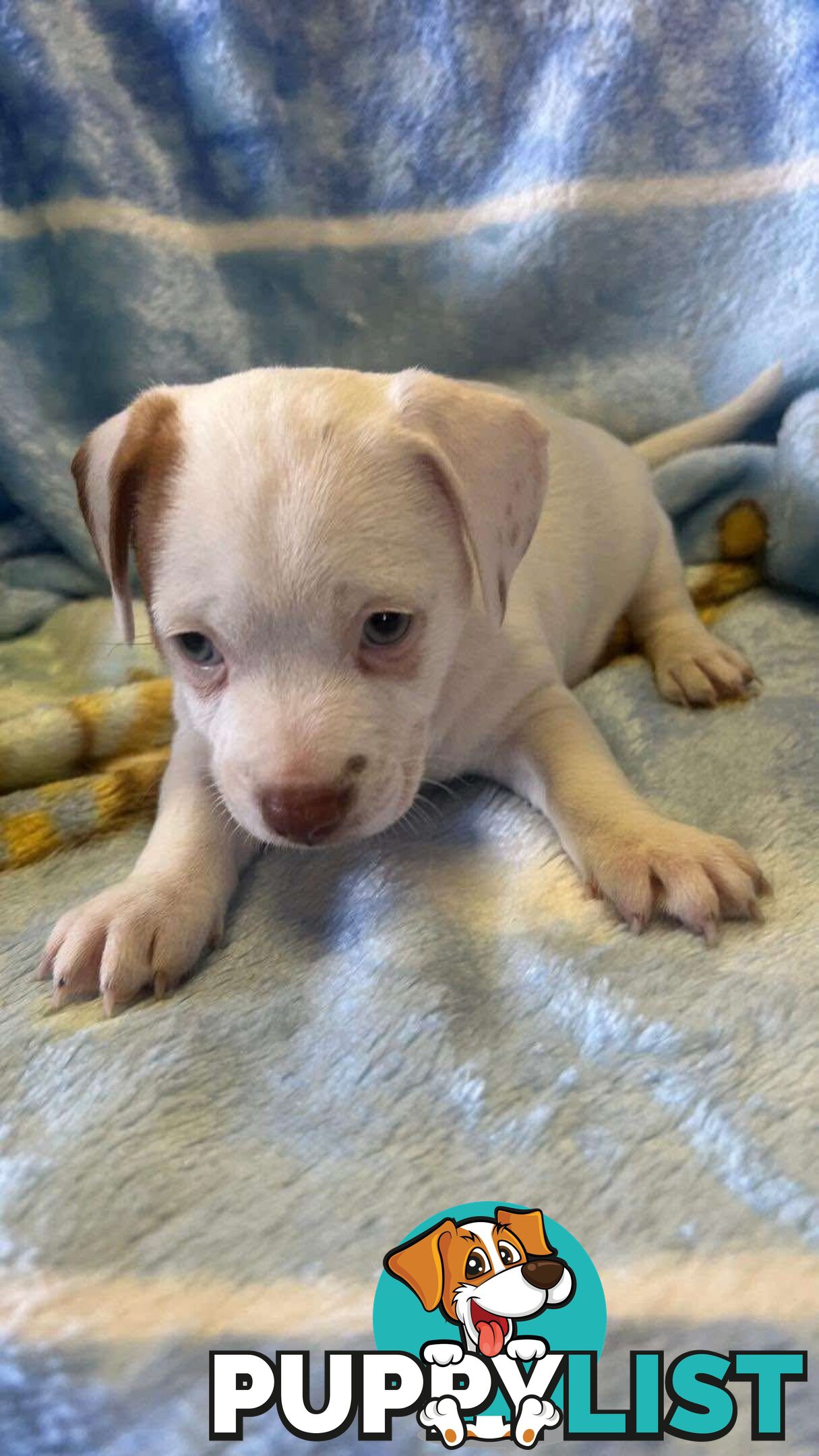 Jack Russell Pup