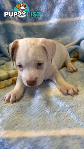 Jack Russell Pup