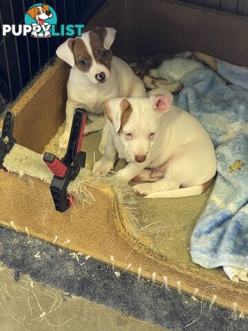 Jack Russell Pup