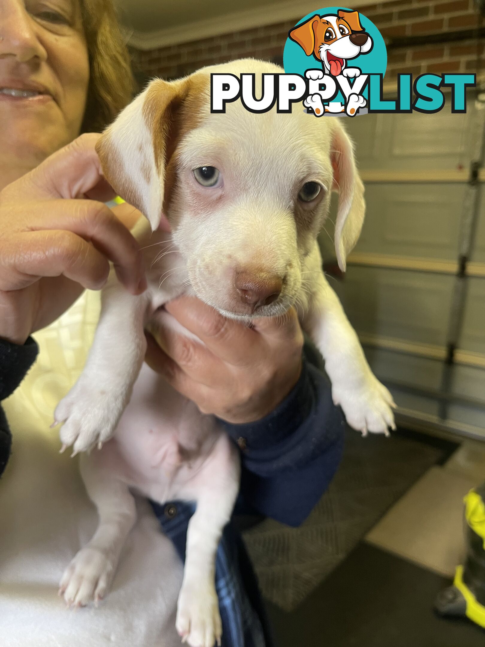 Jack Russell Pup