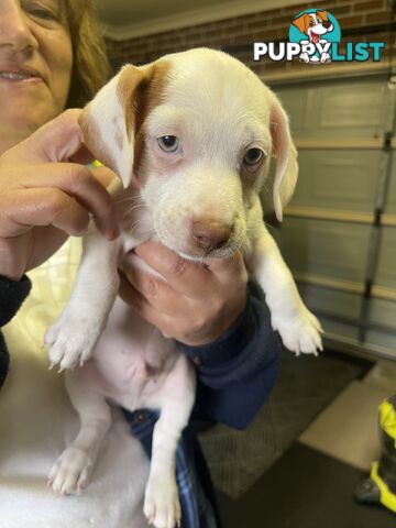 Jack Russell Pup