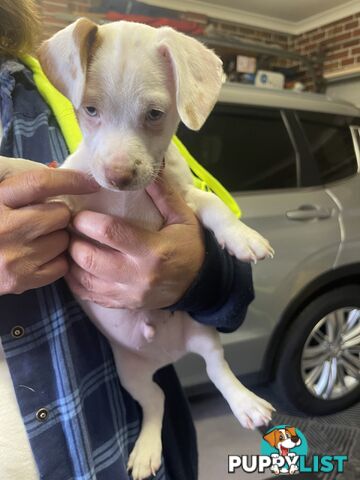 Jack Russell Pup