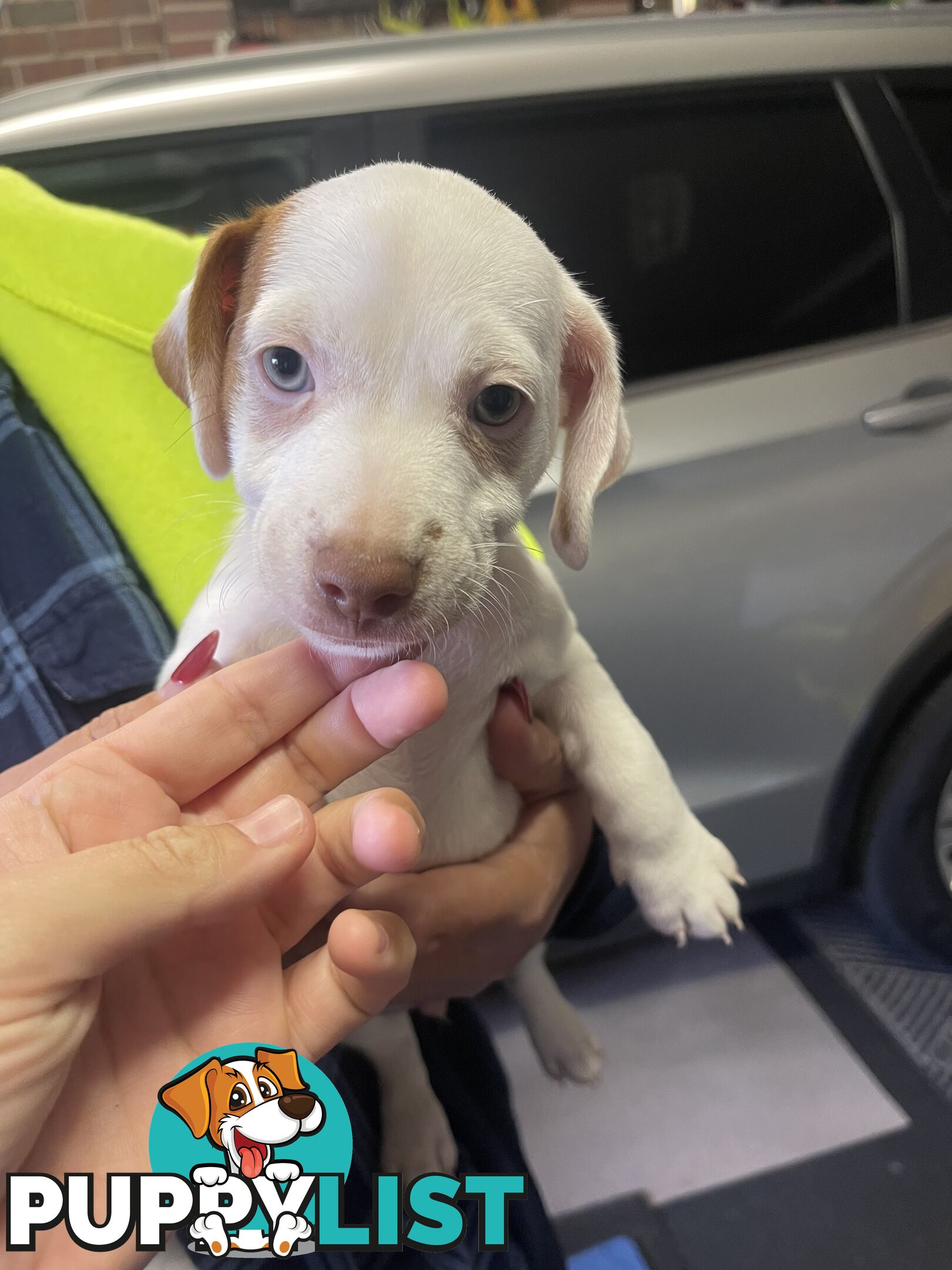 Jack Russell Pup