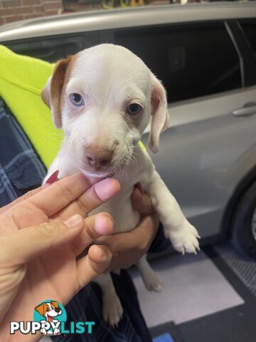 Jack Russell Pup