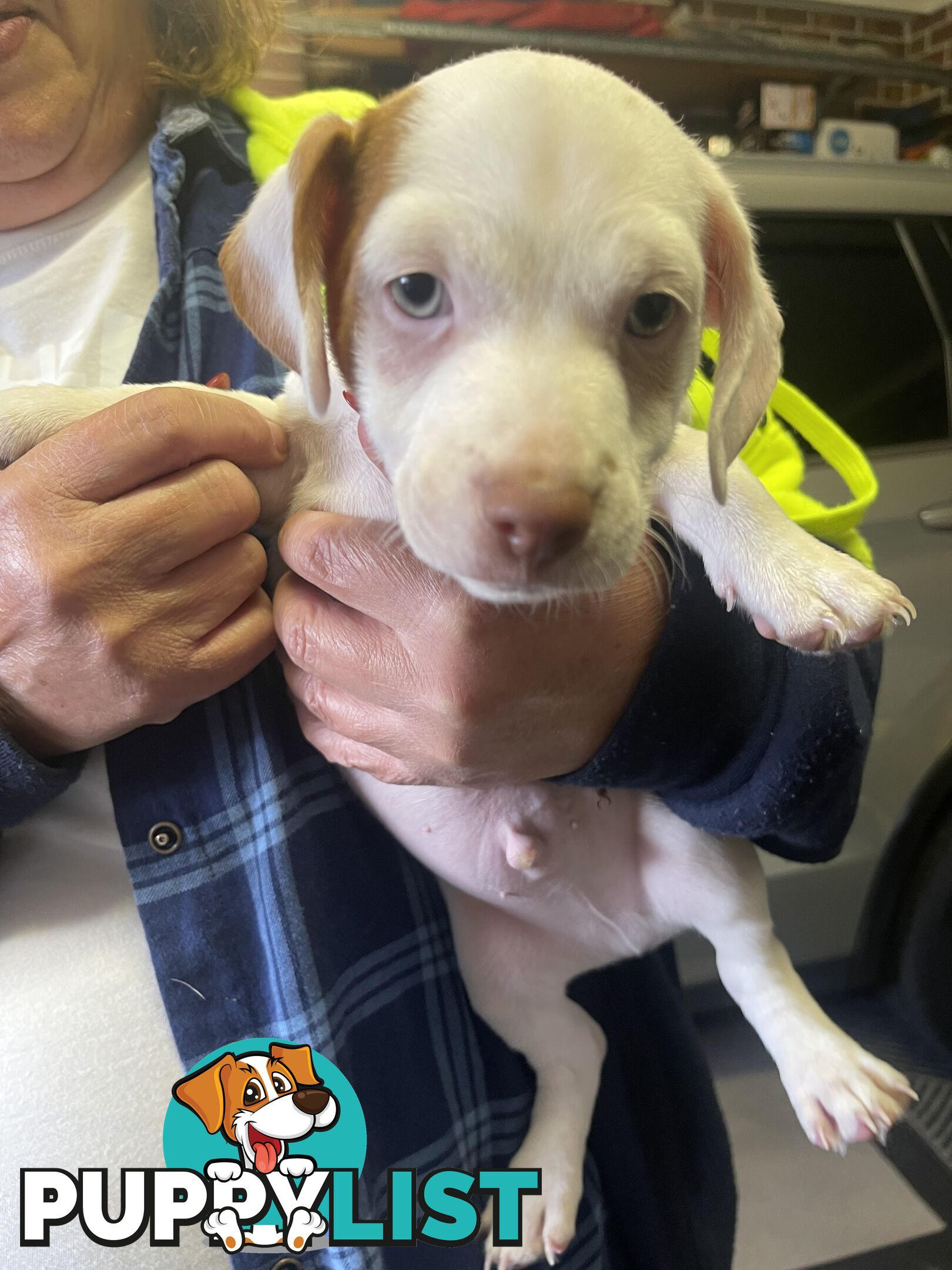 Jack Russell Pup