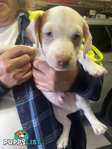 Jack Russell Pup