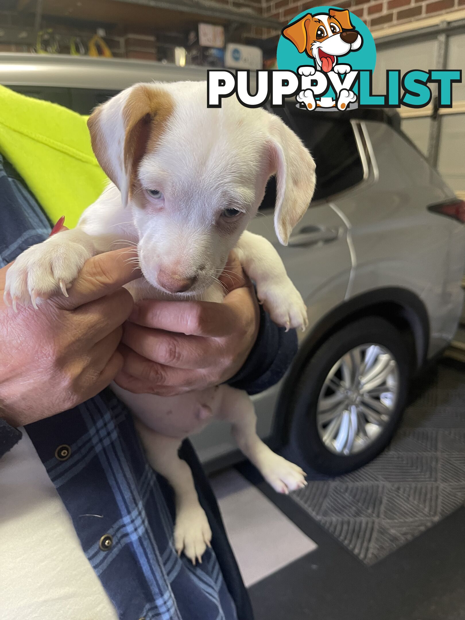 Jack Russell Pup