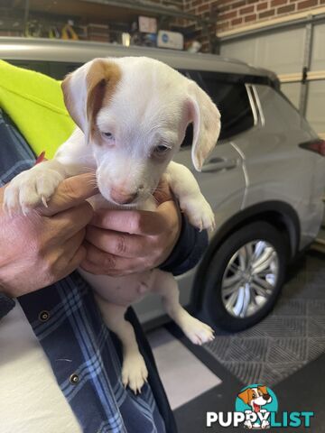 Jack Russell Pup