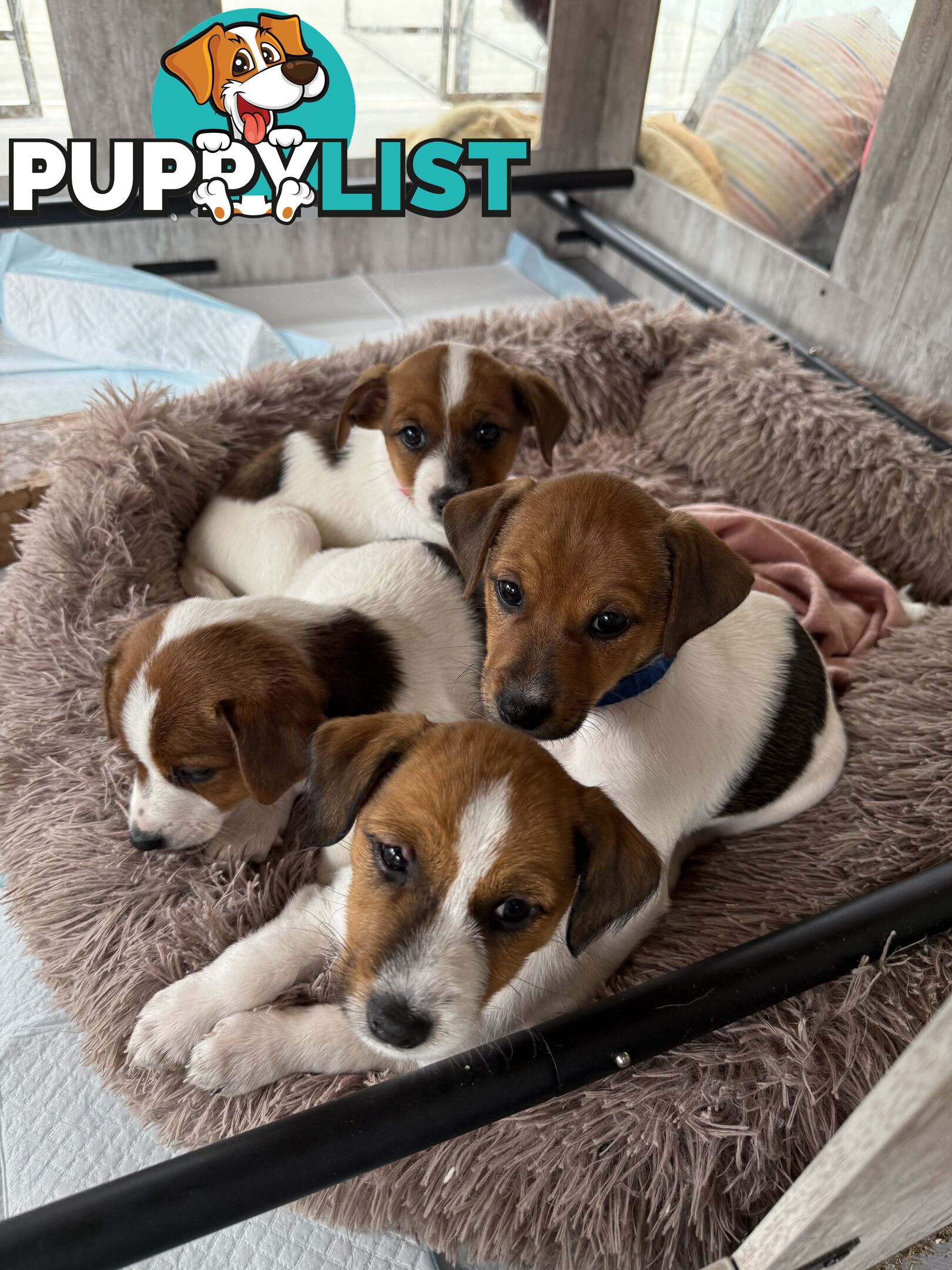 4 x Beautiful Jack Russell Puppies for Sale