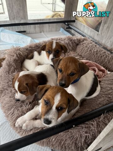 4 x Beautiful Jack Russell Puppies for Sale