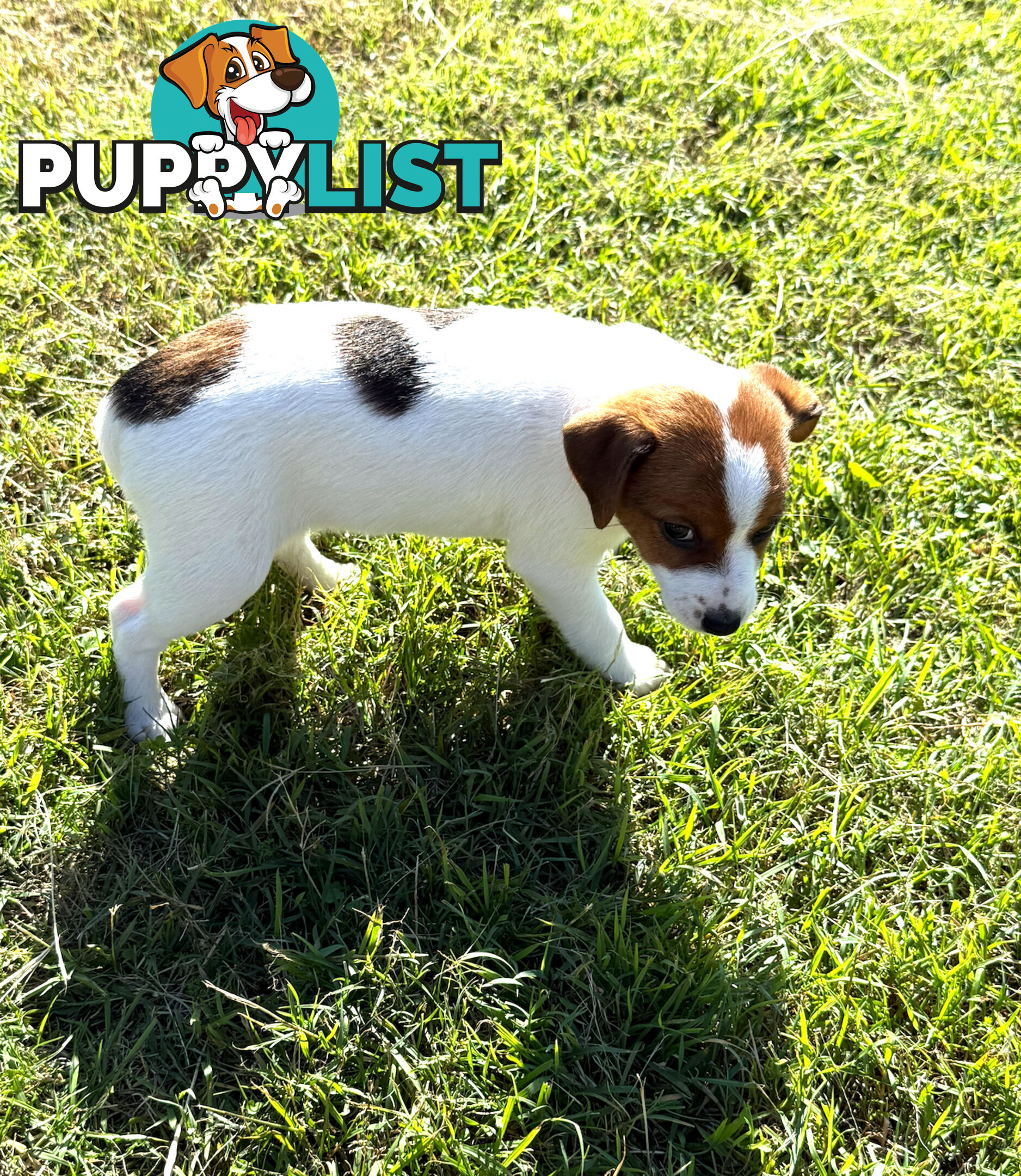 4 x Beautiful Jack Russell Puppies for Sale