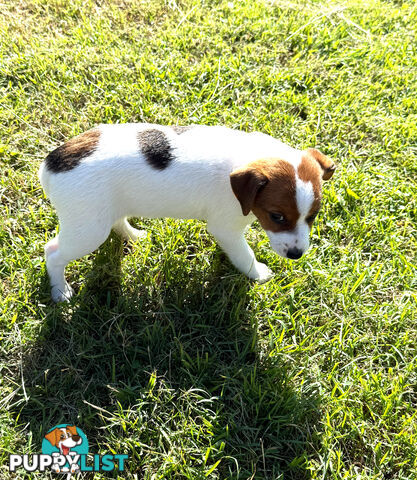 4 x Beautiful Jack Russell Puppies for Sale