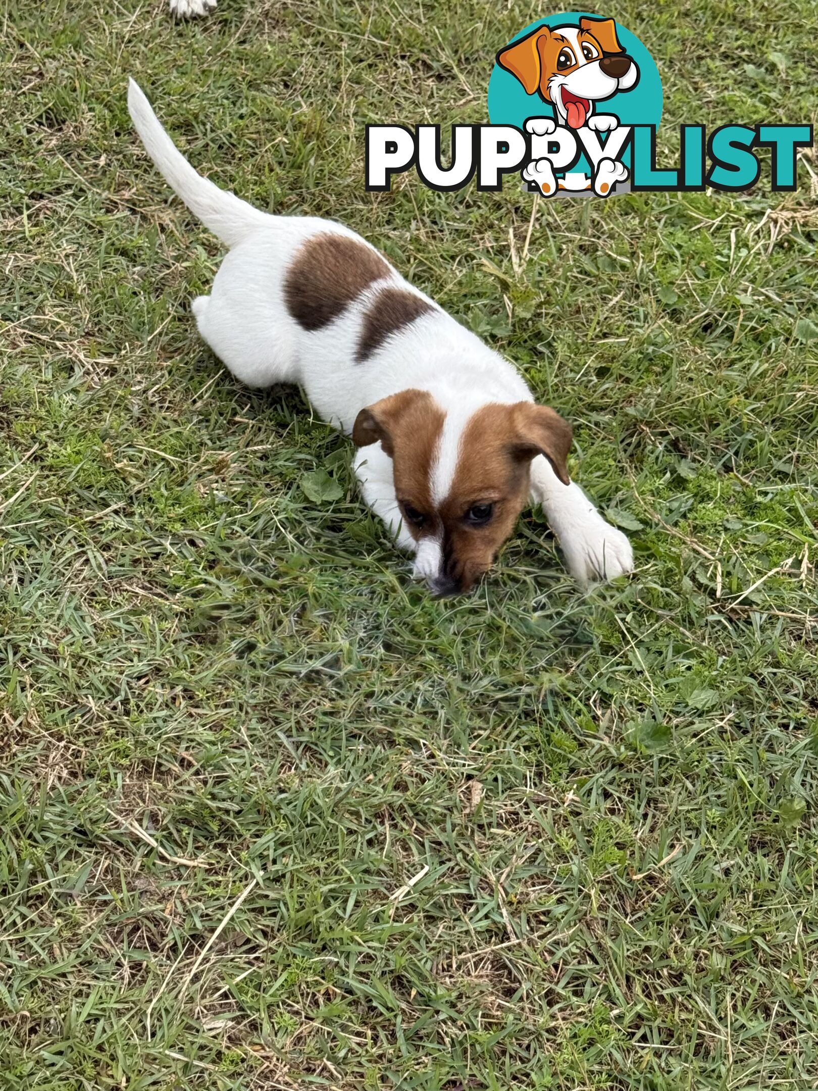 4 x Beautiful Jack Russell Puppies for Sale