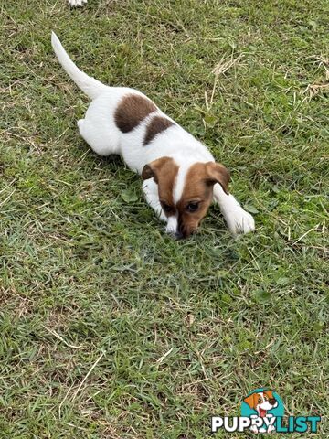 4 x Beautiful Jack Russell Puppies for Sale