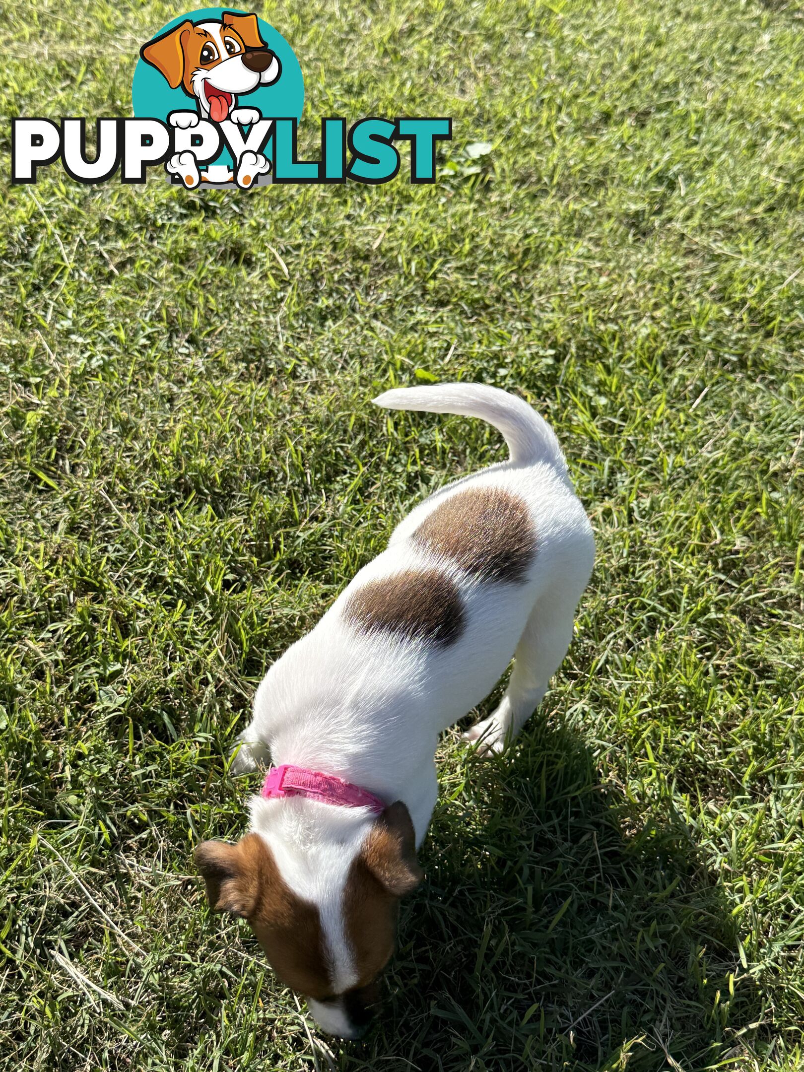 4 x Beautiful Jack Russell Puppies for Sale