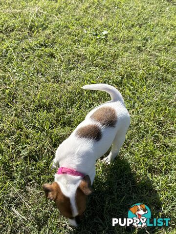 4 x Beautiful Jack Russell Puppies for Sale