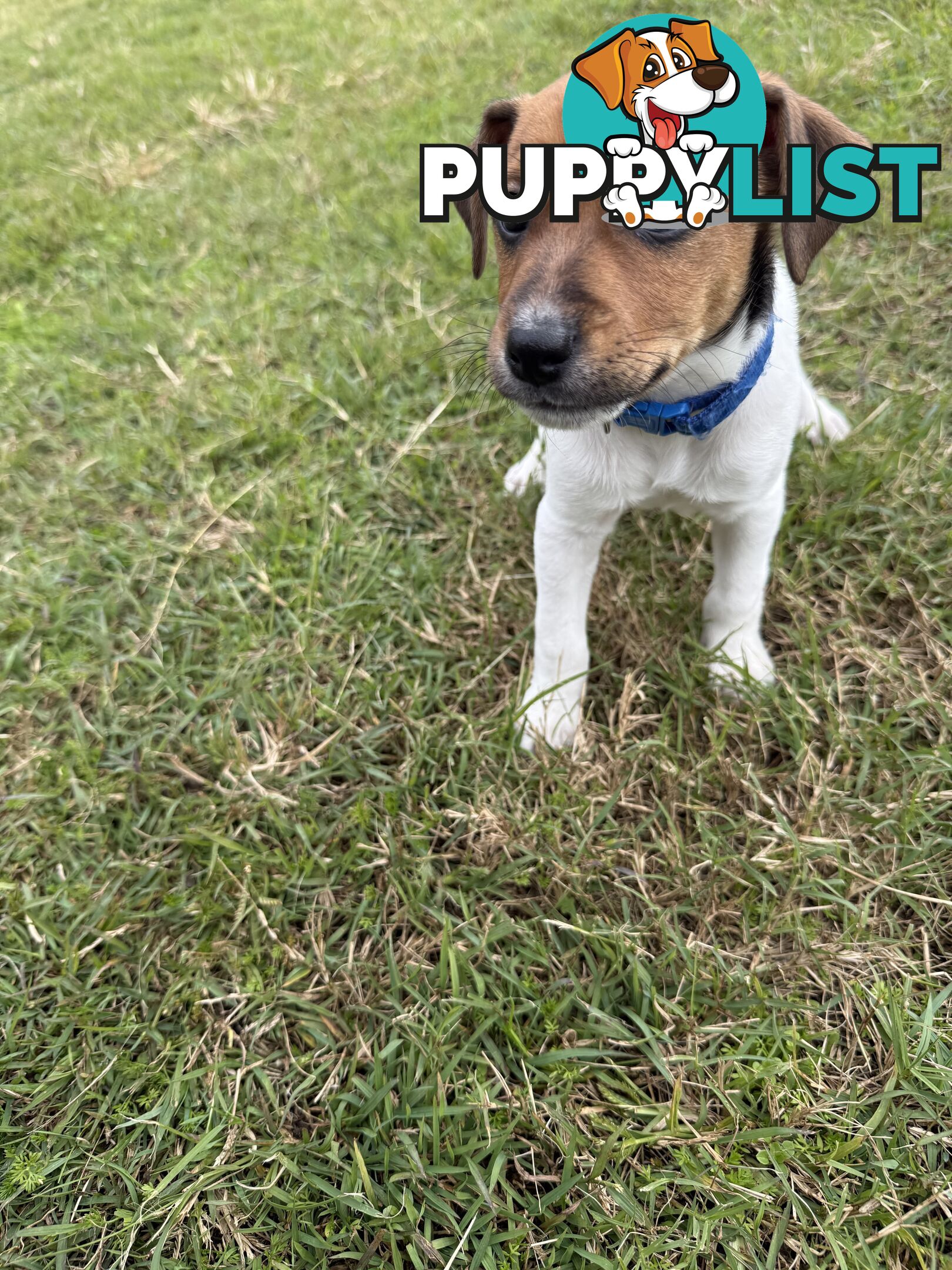 4 x Beautiful Jack Russell Puppies for Sale