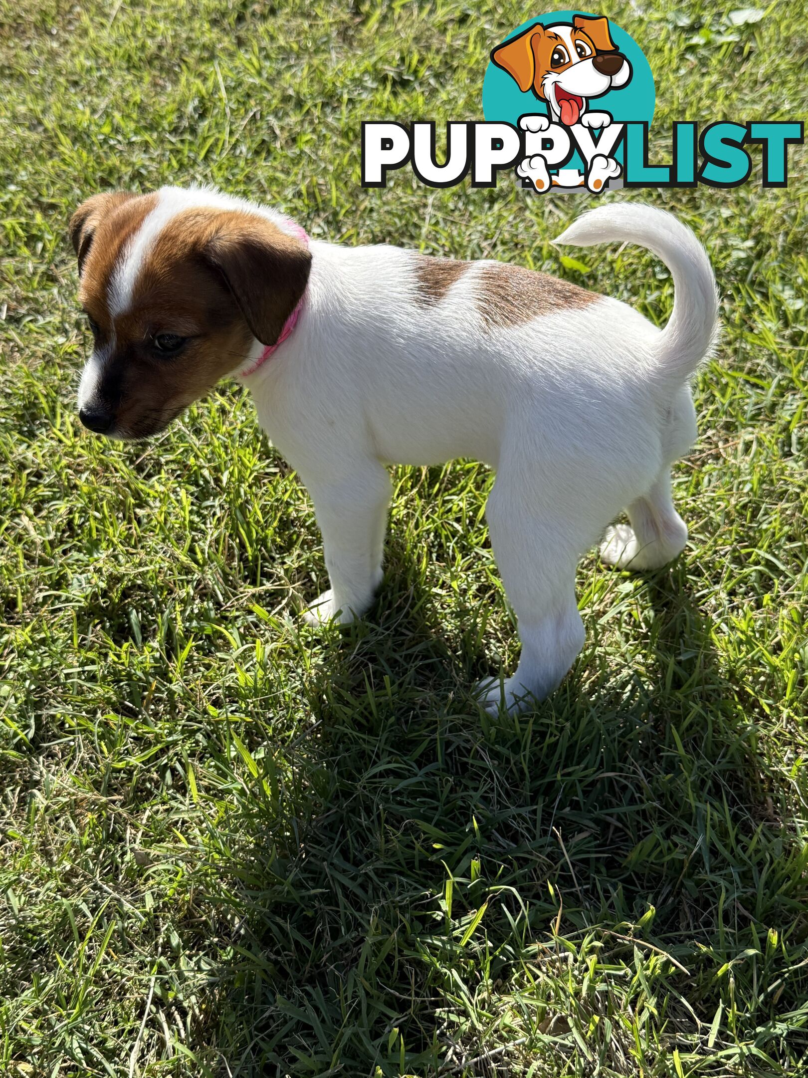 4 x Beautiful Jack Russell Puppies for Sale