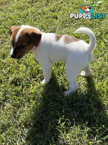 4 x Beautiful Jack Russell Puppies for Sale