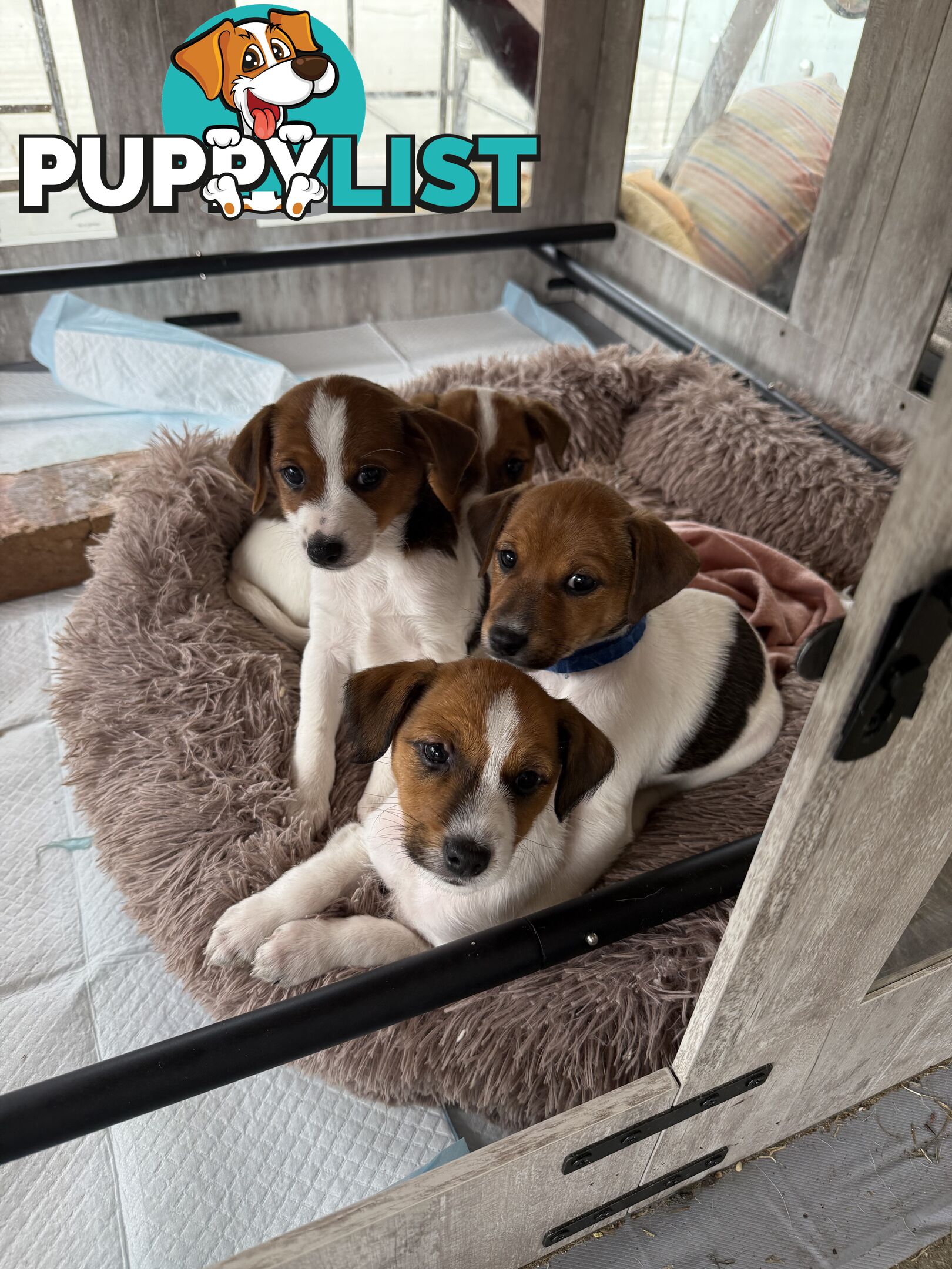 4 x Beautiful Jack Russell Puppies for Sale