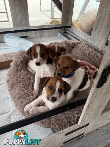 4 x Beautiful Jack Russell Puppies for Sale