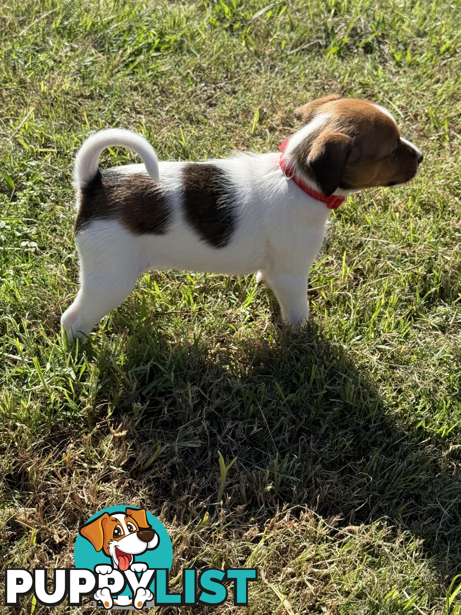 4 x Beautiful Jack Russell Puppies for Sale