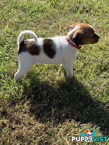 4 x Beautiful Jack Russell Puppies for Sale
