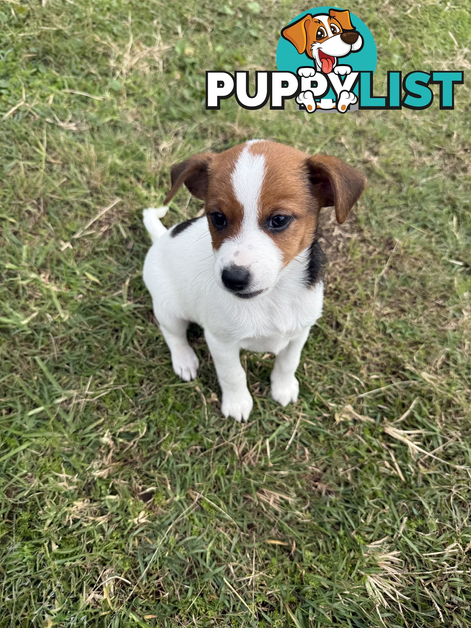 4 x Beautiful Jack Russell Puppies for Sale