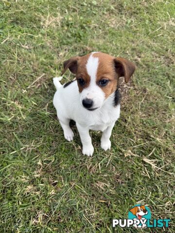 4 x Beautiful Jack Russell Puppies for Sale
