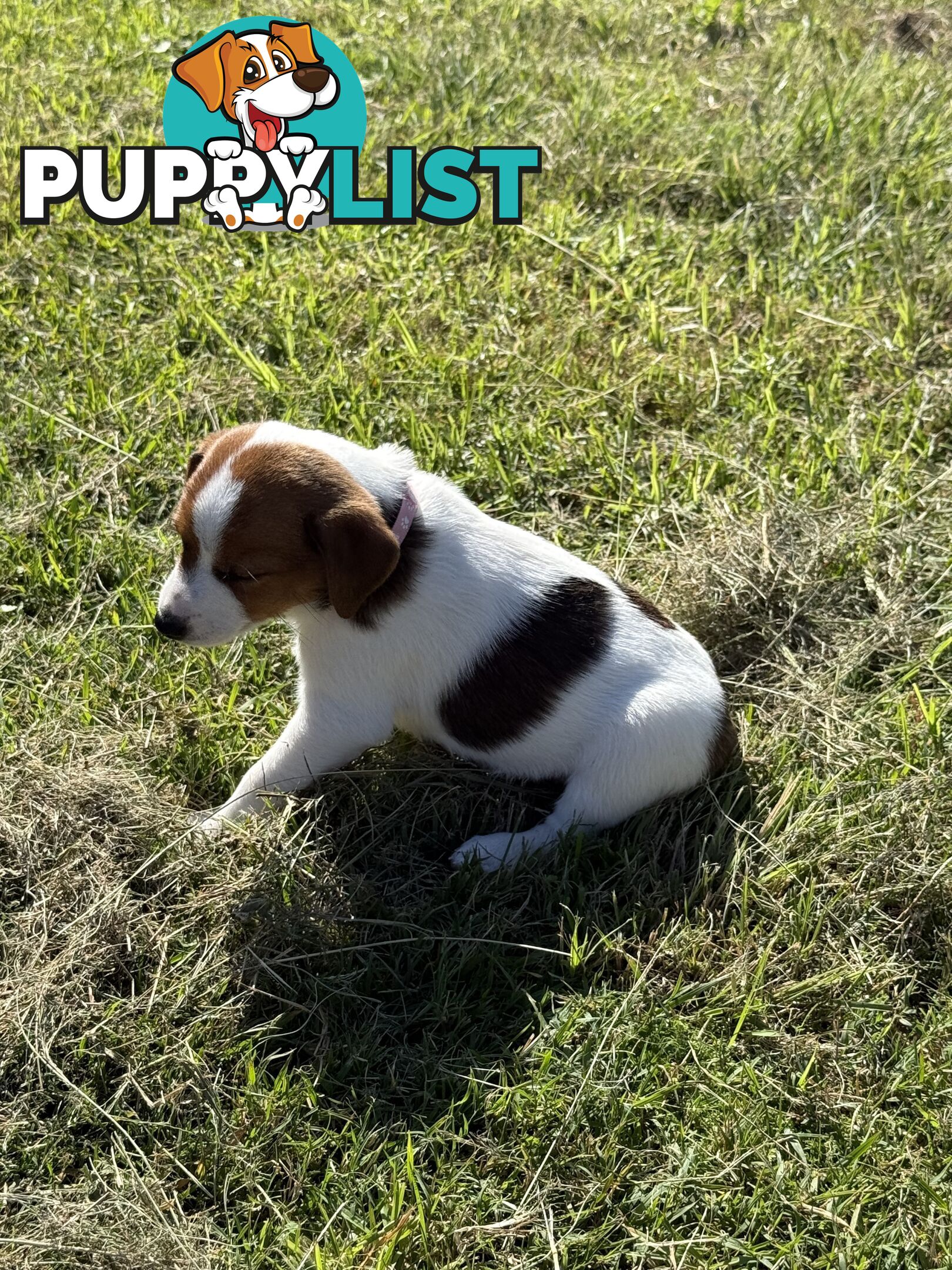 4 x Beautiful Jack Russell Puppies for Sale