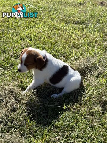 4 x Beautiful Jack Russell Puppies for Sale
