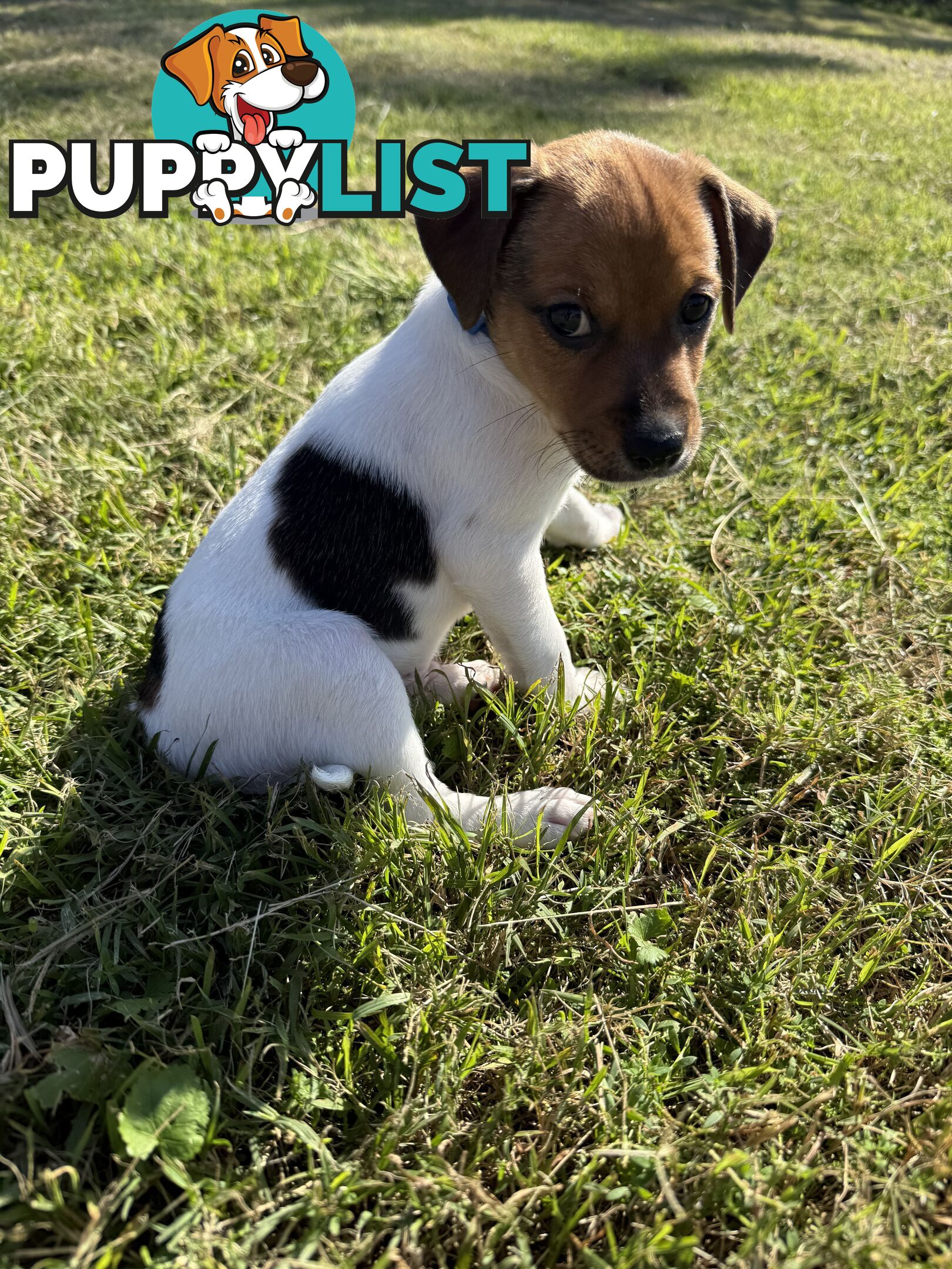 4 x Beautiful Jack Russell Puppies for Sale