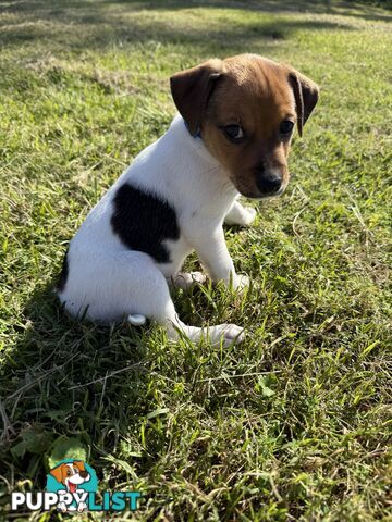 4 x Beautiful Jack Russell Puppies for Sale
