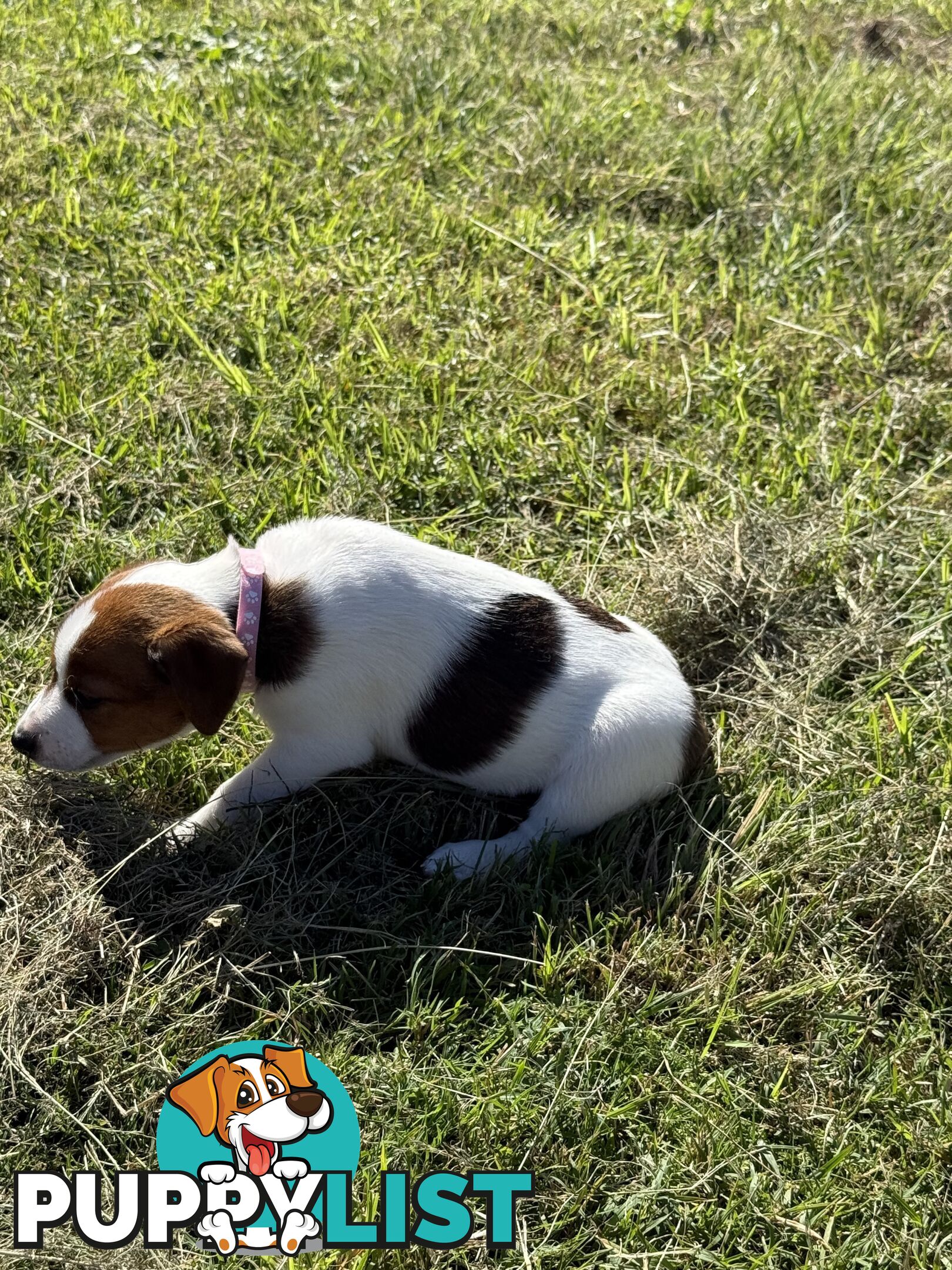 4 x Beautiful Jack Russell Puppies for Sale