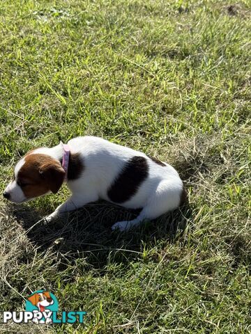 4 x Beautiful Jack Russell Puppies for Sale