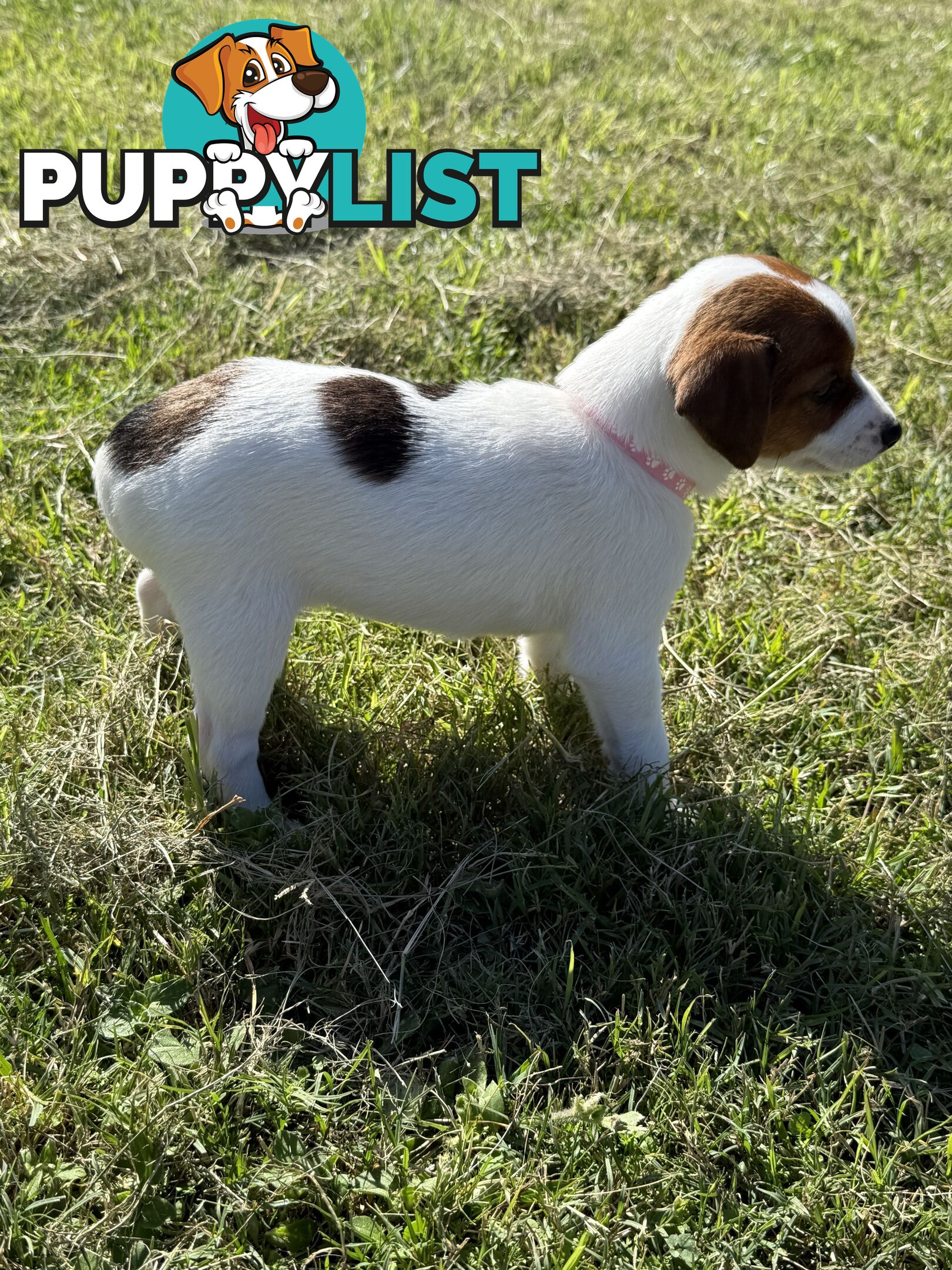 4 x Beautiful Jack Russell Puppies for Sale