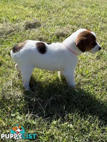 4 x Beautiful Jack Russell Puppies for Sale