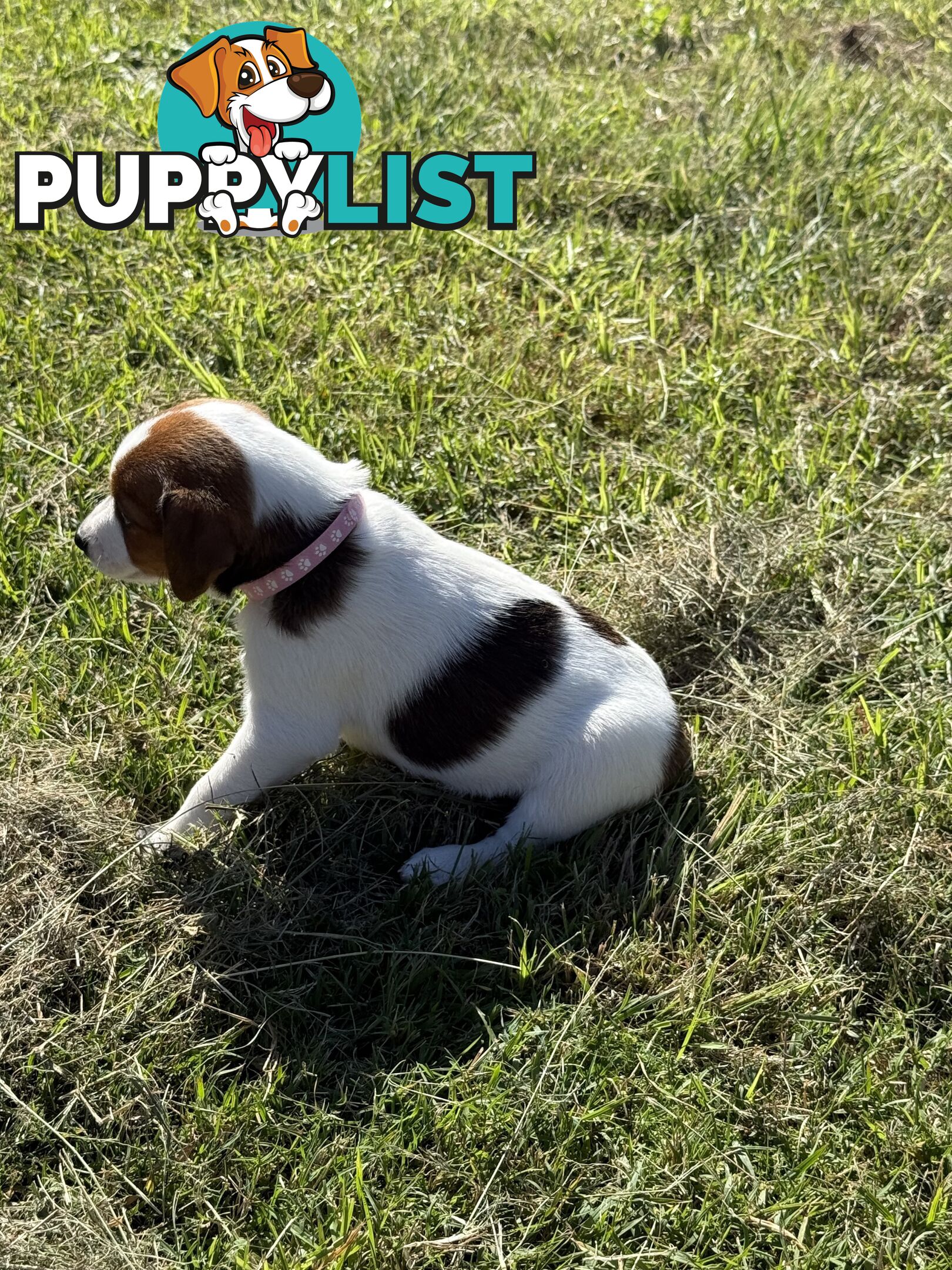 4 x Beautiful Jack Russell Puppies for Sale