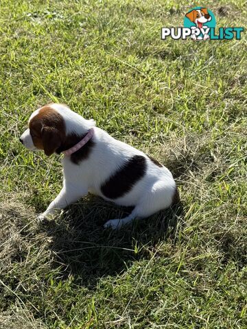 4 x Beautiful Jack Russell Puppies for Sale