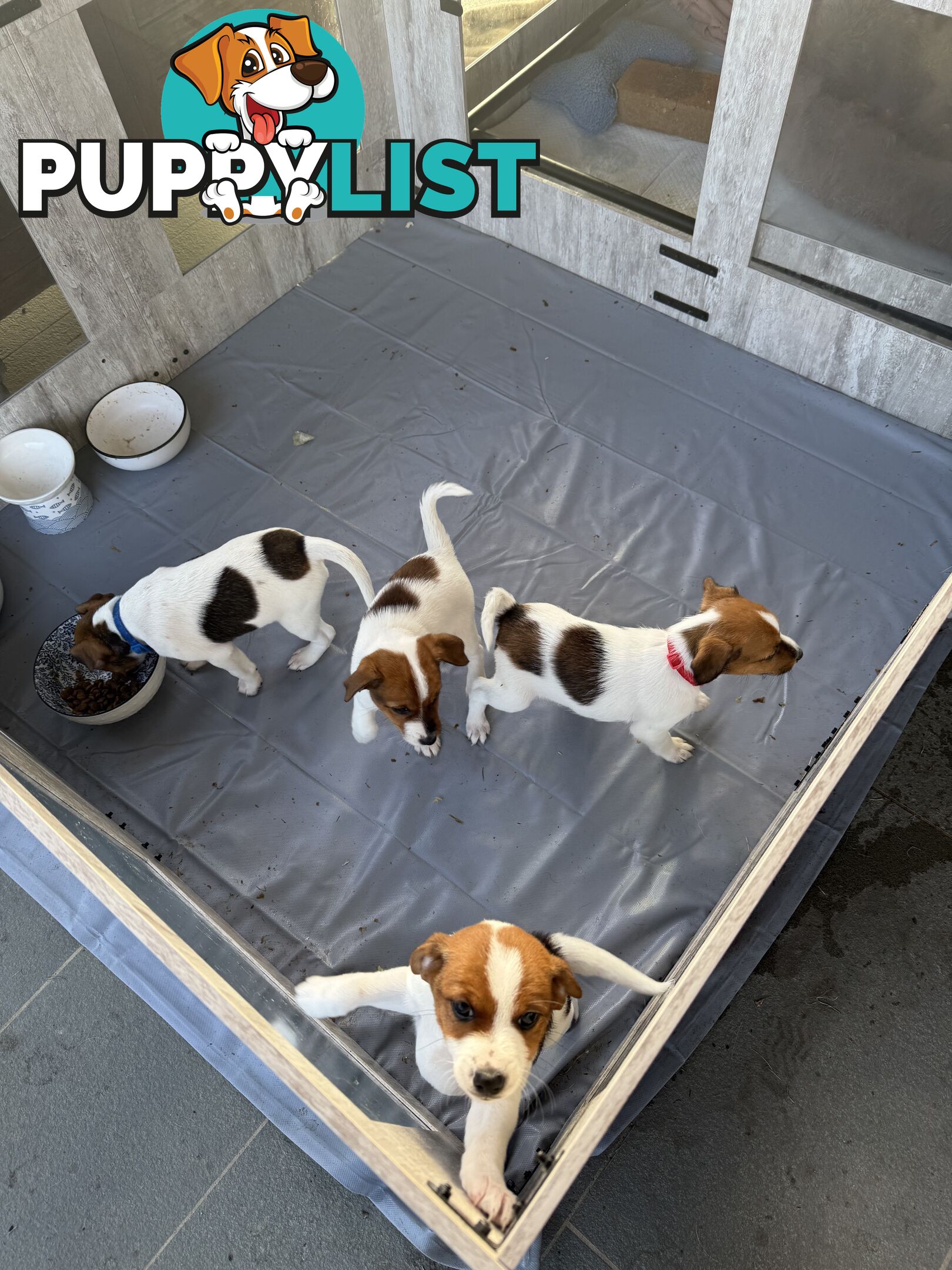 4 x Beautiful Jack Russell Puppies for Sale