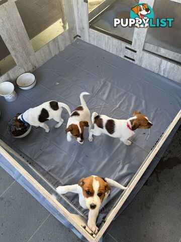 4 x Beautiful Jack Russell Puppies for Sale