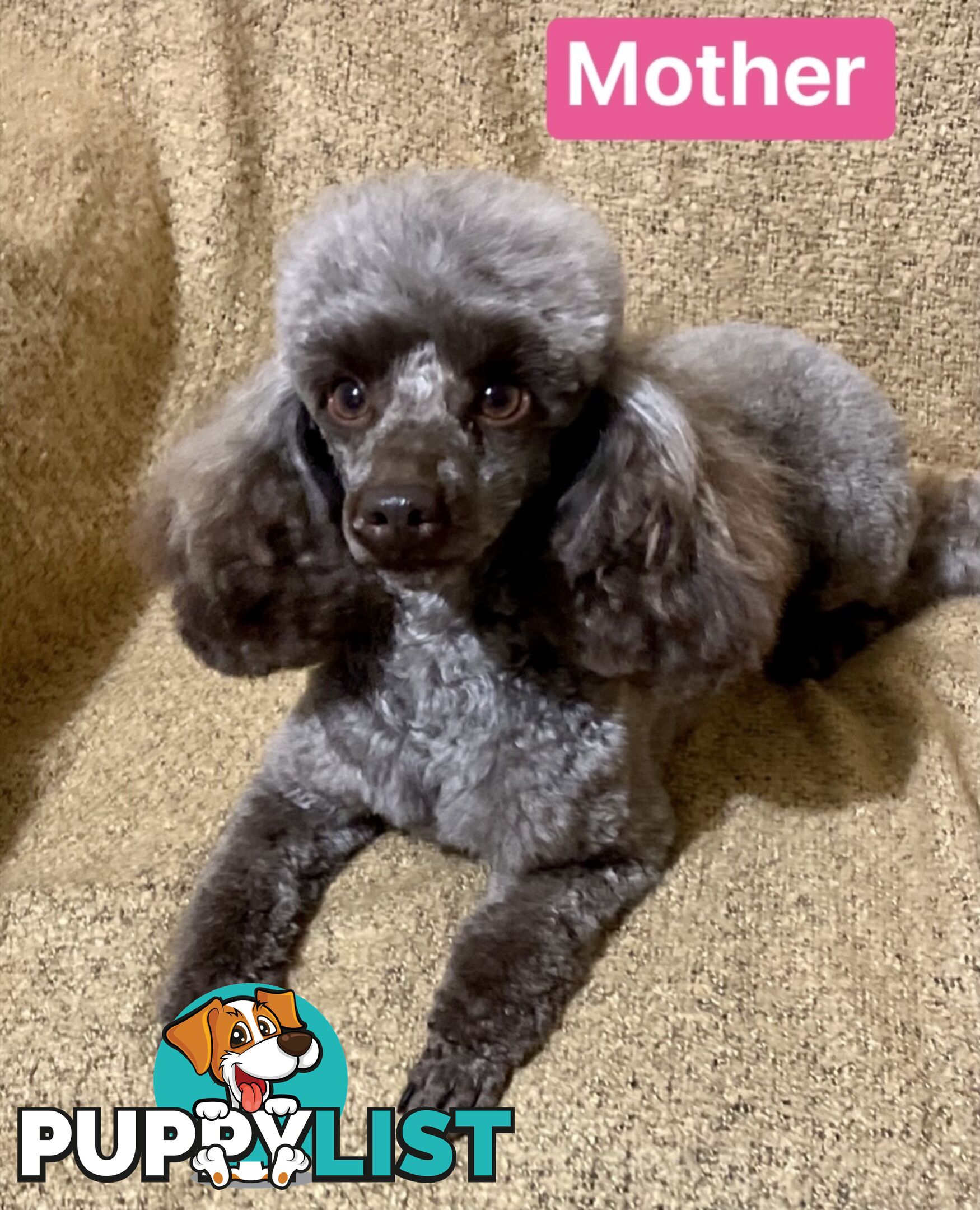 TOY POODLE PUPPIES FOR SALE