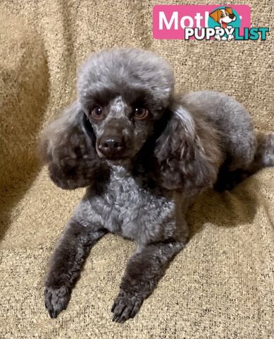 TOY POODLE PUPPIES FOR SALE