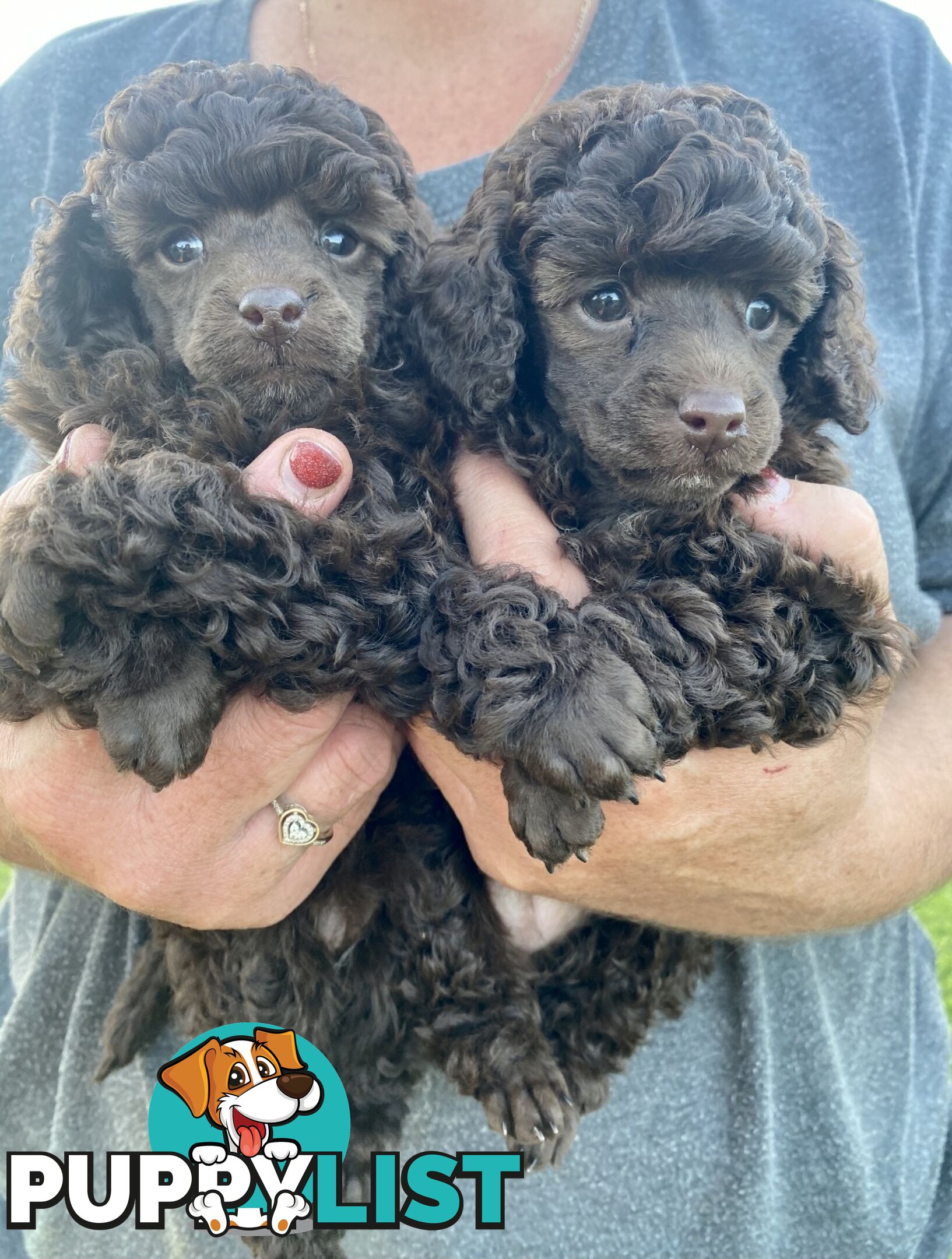 TOY POODLE PUPPIES FOR SALE