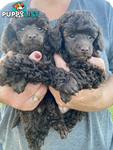 TOY POODLE PUPPIES FOR SALE