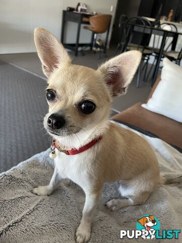 Cute little Lilly (Chihuahua)