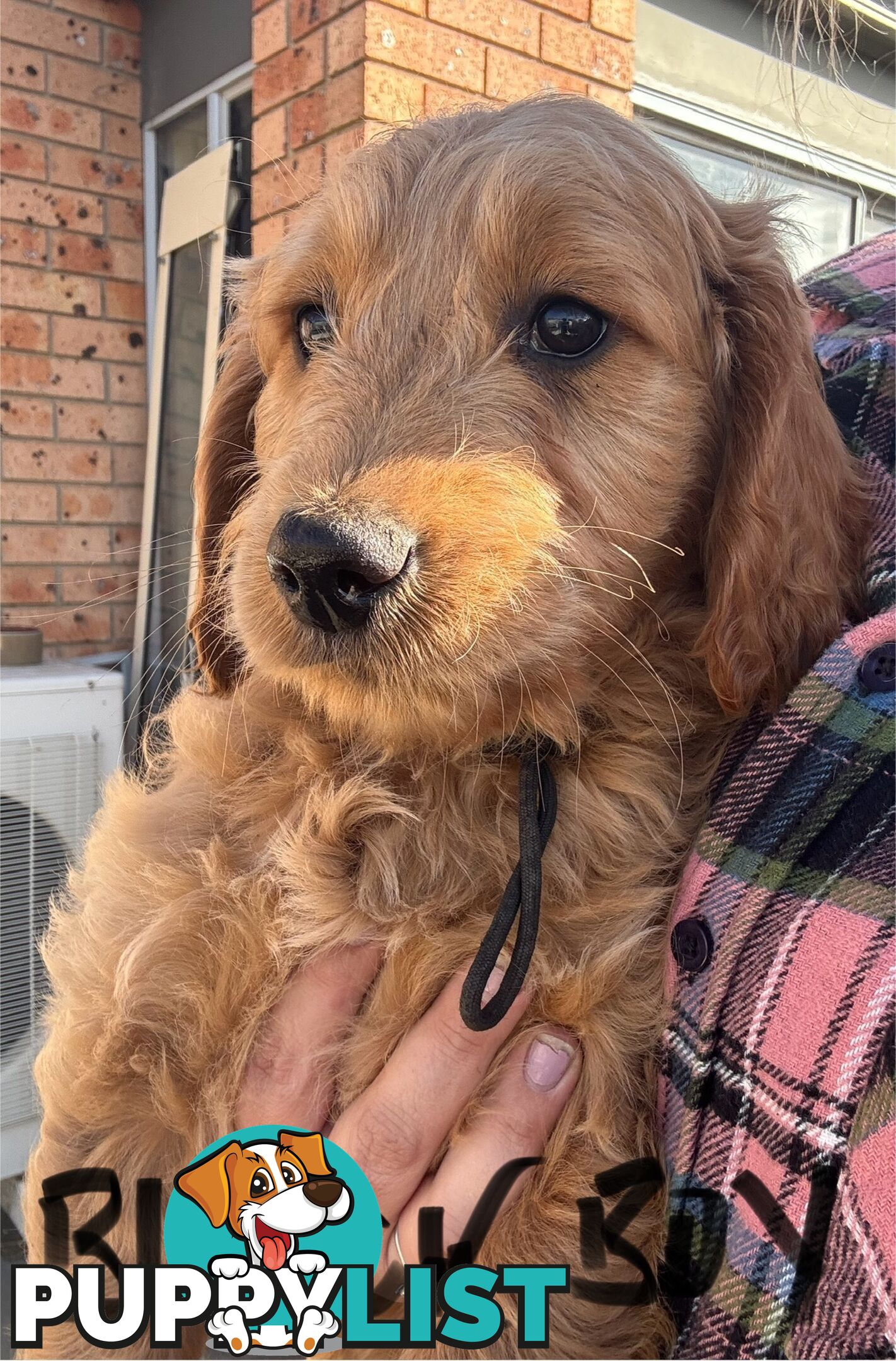 Standard groodle puppies
