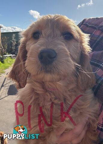 Standard groodle puppies