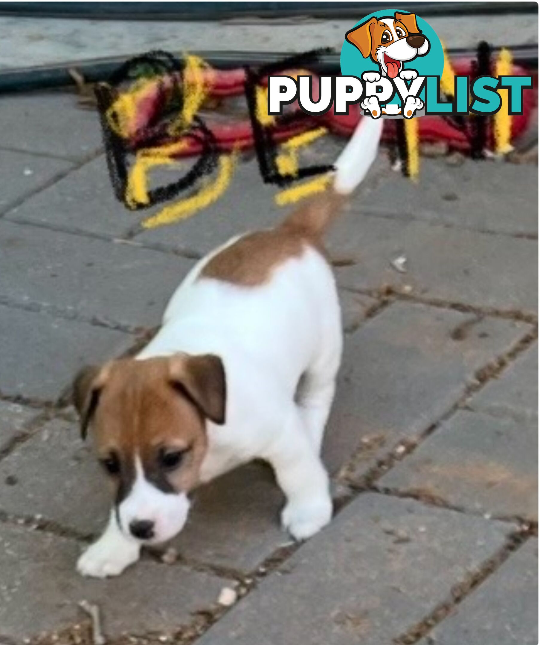 Jack Russell Pure Bred Puppies