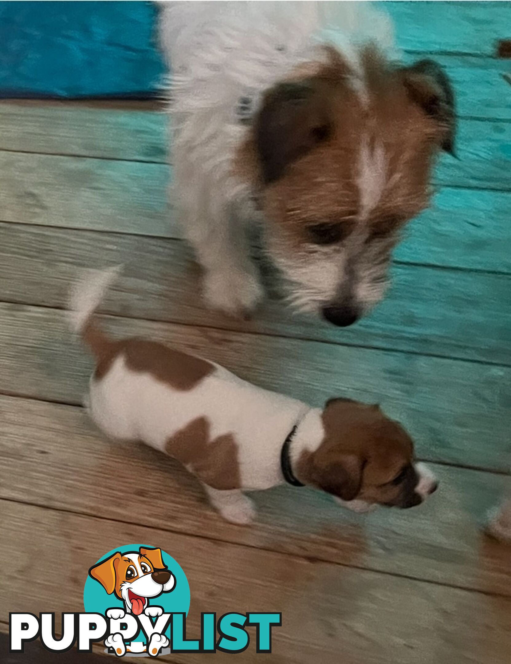 Jack Russell Pure Bred Puppies